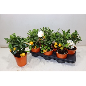 Citr Microcarpa