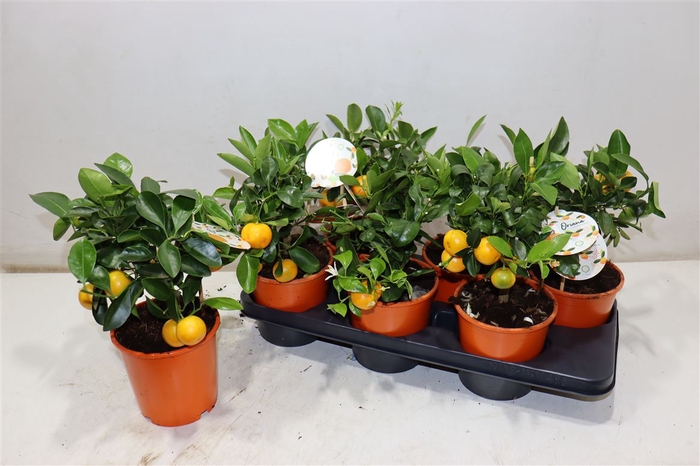 <h4>Citr Microcarpa</h4>