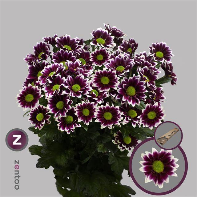 <h4>CHRYSANTHEMUM TR 'HAYDAR'</h4>