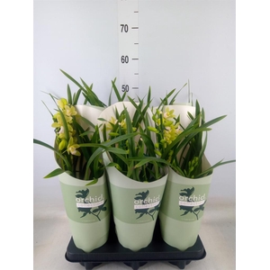 Cymbidium   ...