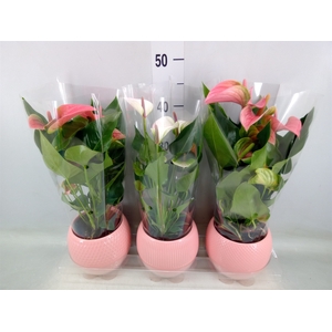 Anthurium   ...mix