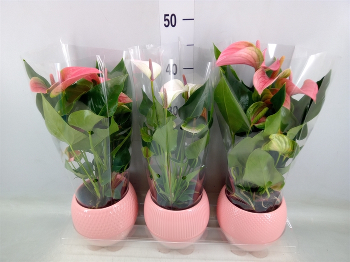 <h4>Anthurium   ...mix</h4>