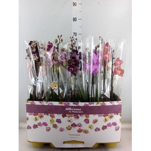 Phalaenopsis   ...mix