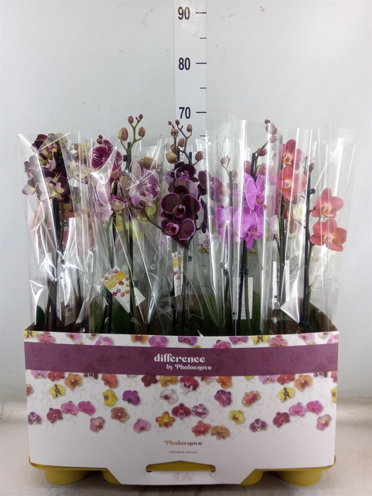 <h4>Phalaenopsis   ...mix</h4>