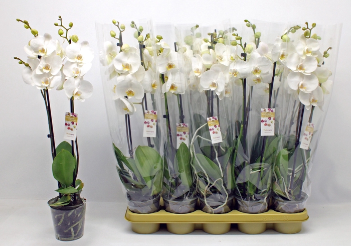 <h4>PHAL OV WIT</h4>