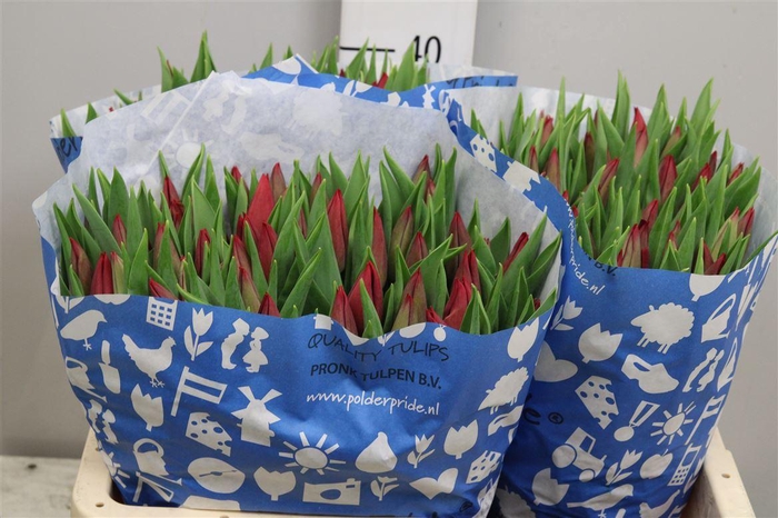 <h4>Tu En Strong Love</h4>