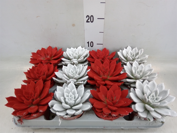 <h4>Echeveria agavoides</h4>