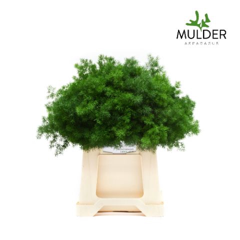 <h4>ASP UMBELLATUS</h4>