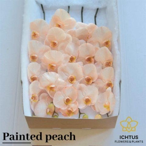 PHAL PAINTED PEACH BLOEM 25 Bloemen