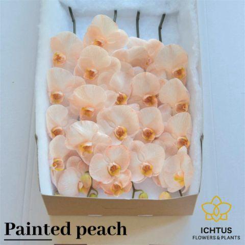 <h4>PHAL PAINTED PEACH 25 bloem</h4>