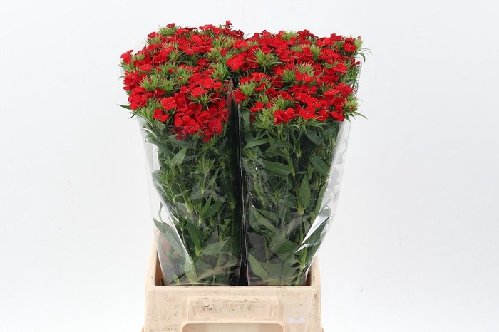 <h4>Di Barb Red</h4>