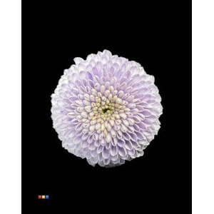 Chr S Dusty Pastel Milka