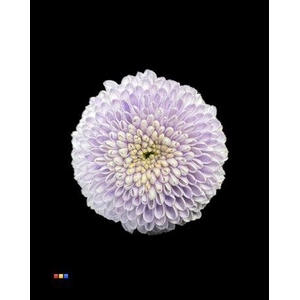 Chr S Dusty Pastel Milka