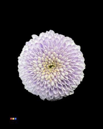 <h4>Chr S Dusty Pastel Milka</h4>