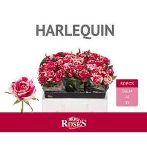 ROSA GR 'HARLEQUIN'