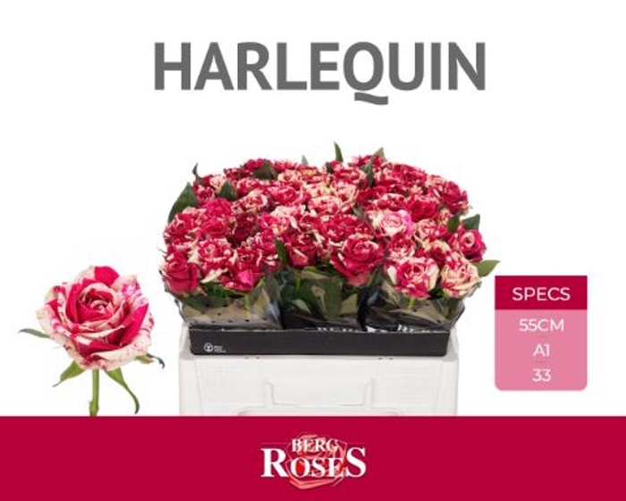 <h4>ROSA GR 'HARLEQUIN'</h4>