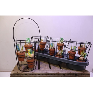 Bolbloemen Ov In Metal Hanging Basket