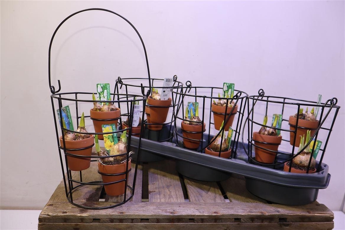 <h4>Bolbloemen Ov In Metal Hanging Basket</h4>