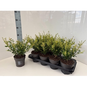 ILEX CRENATA
