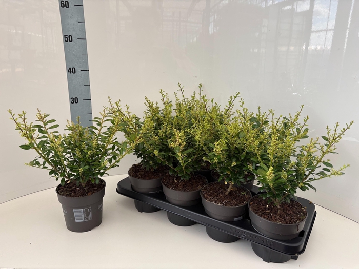 <h4>ILEX CRENATA</h4>