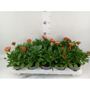 Osteospermum  'FlowPow Orange'