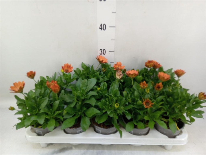 <h4>Osteospermum  'FlowPow Orange'</h4>