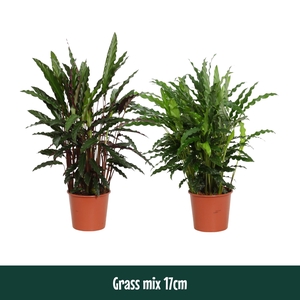 Calathea 17cm Grassmix - Living