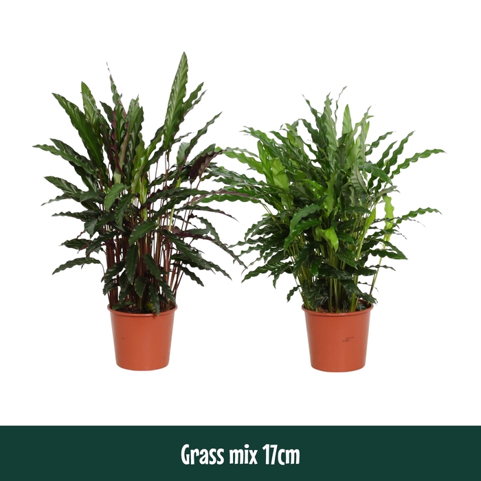 <h4>Calathea 17cm Grass mix - Living</h4>