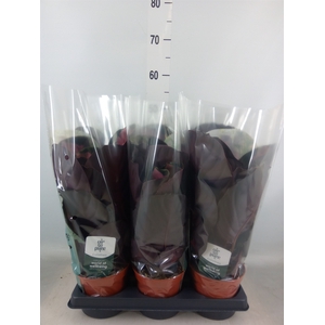 Calathea roseopicta 'Crimson'