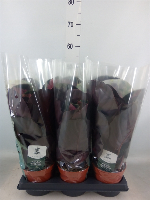 <h4>Calathea roseopicta 'Crimson'</h4>