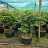 Acer palmatum Osakazuki