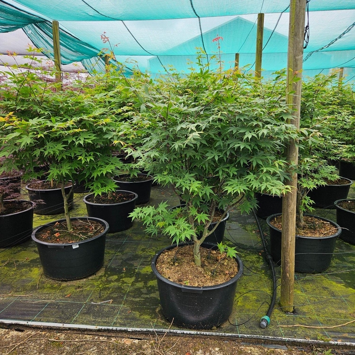 Acer palmatum Osakazuki