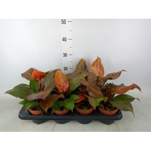 Philodendron  'Sunlight'