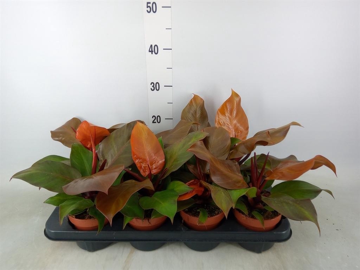 <h4>Philodendron  'Sunlight'</h4>