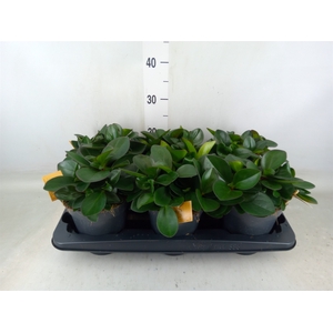 Peperomia clusiifolia 'Red Margin'