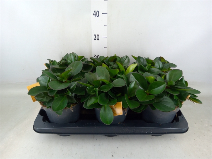 <h4>Peperomia clusiifolia 'Red Margin'</h4>