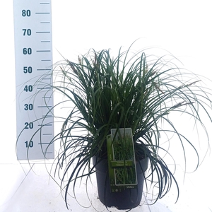 Carex Ribon Falls ('Et Crx02'PBR)