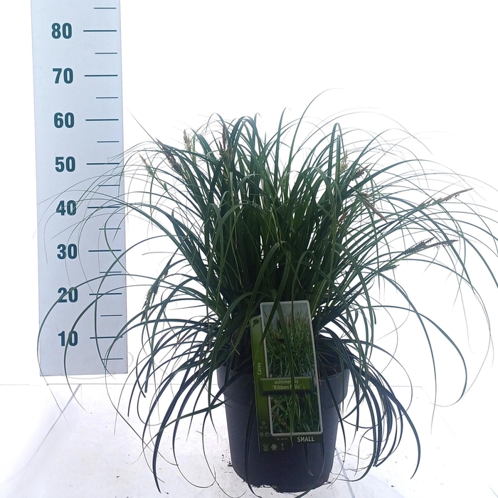 <h4>Carex Ribon Falls ('Et Crx02'PBR)</h4>