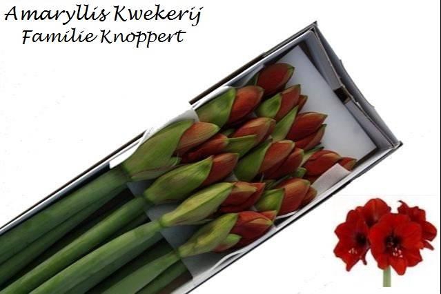 <h4>HIPP GA FERRARI x12</h4>