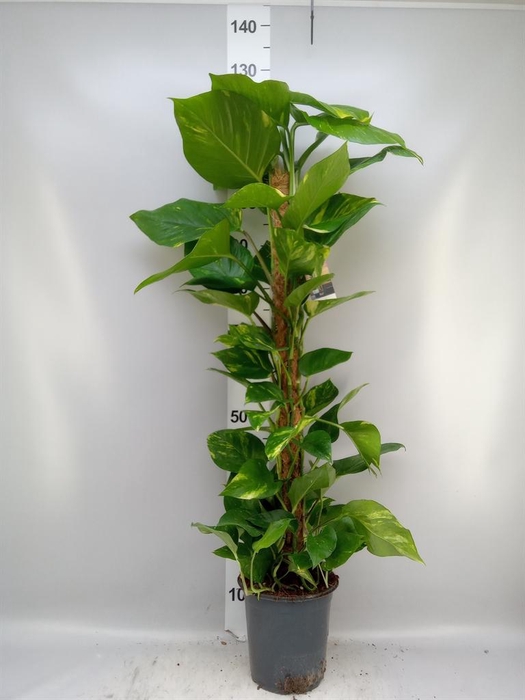 <h4>Epipremnum pinn. ...moss stick</h4>