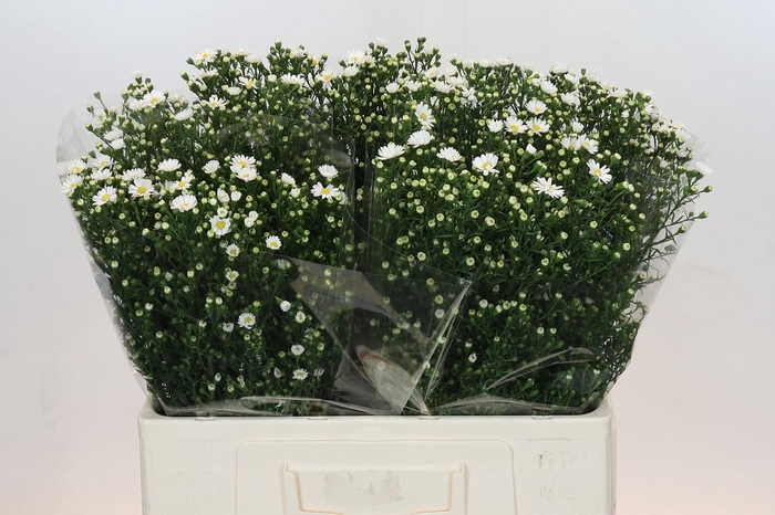 <h4>Aster Paquita</h4>