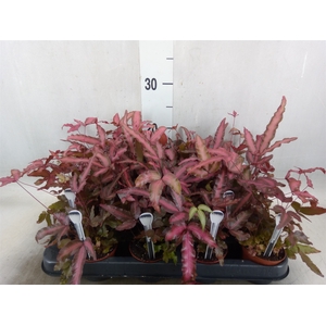 Pteris cretica 'Albolineata'