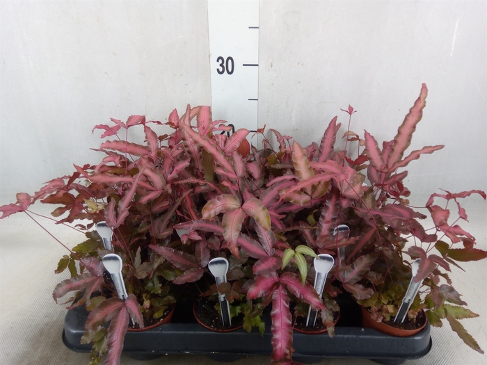 <h4>Pteris cretica 'Albolineata'</h4>