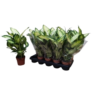 Dieffenbachia Camilla 12Ø 40cm