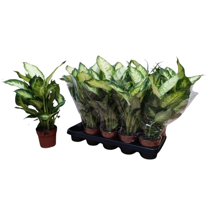 <h4>Dieffenbachia Camilla 12Ø 40cm</h4>