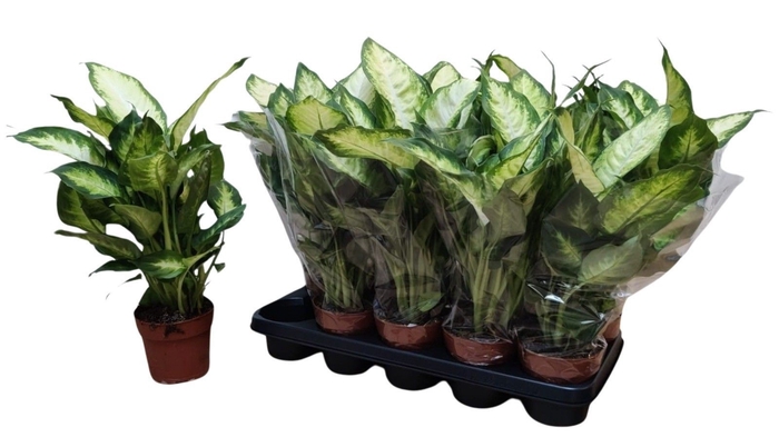 Dieffenbachia Camilla 12Ø 40cm