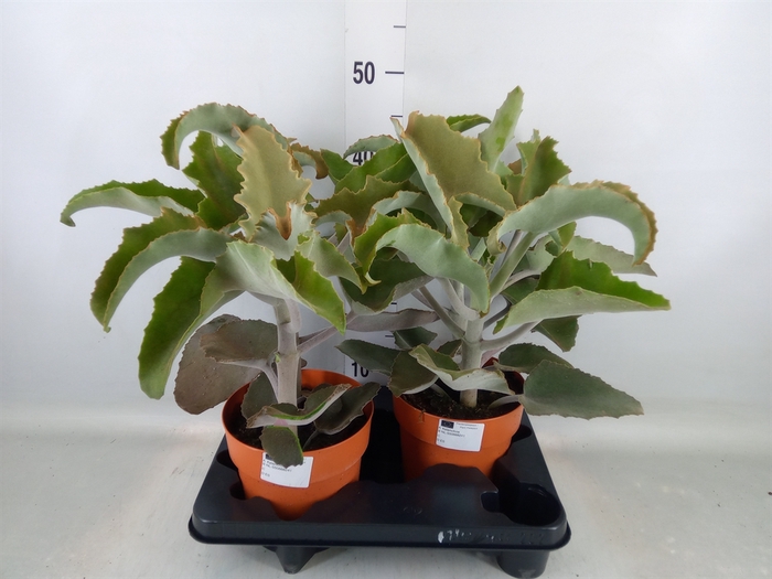 <h4>Kalanchoe NF beharensis</h4>