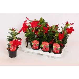 MANDE RIO PETITE RED