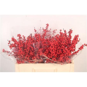 Ilex Verticilata Red Extra