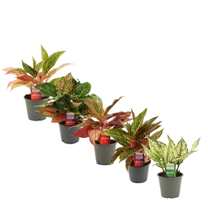 Aglaonema special mix 12 cm